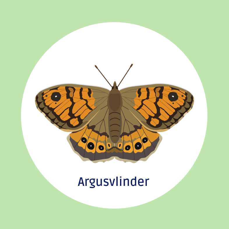 Argusvlinder