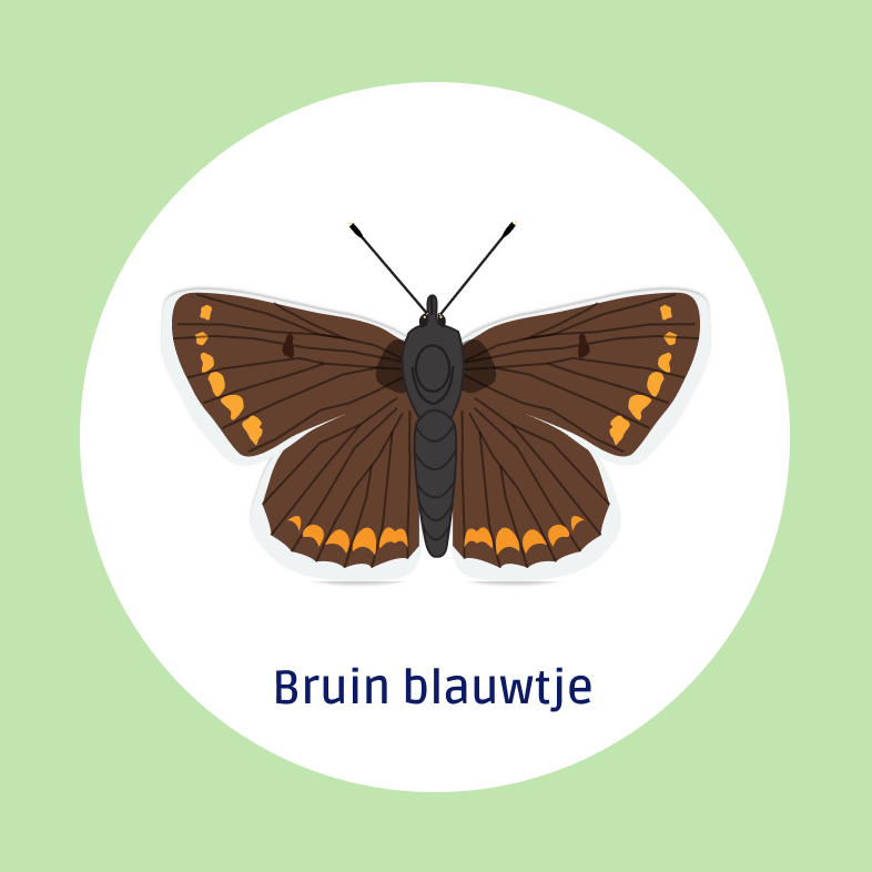 Beuin blauwtje