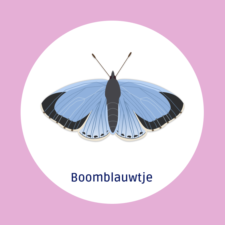 Boomblauwtje (1)