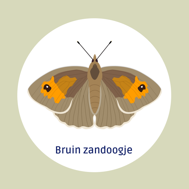 Bruin zandoogje (1)