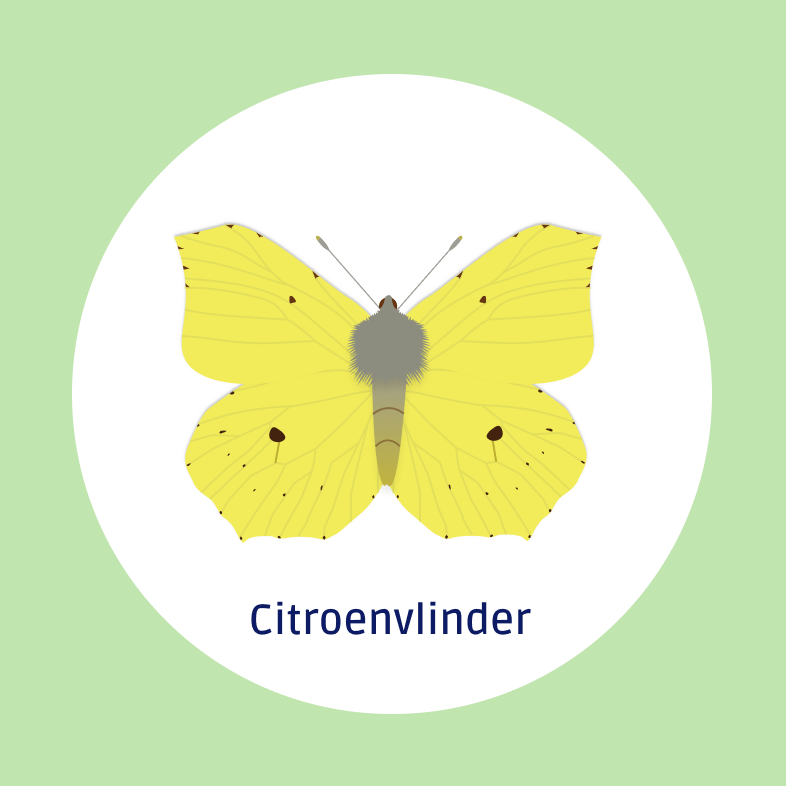 Citroenvlinder
