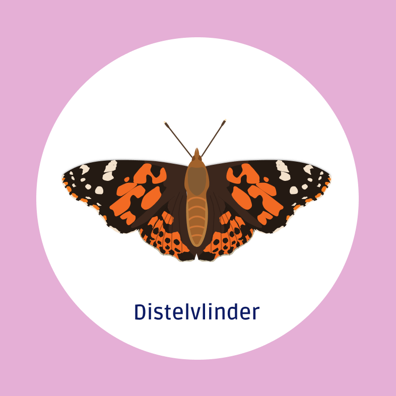 Distelvlinder