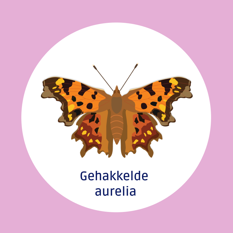 Gehakkelde aurelia
