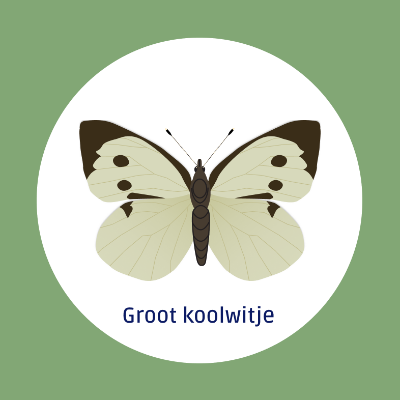 Groot koolwitje