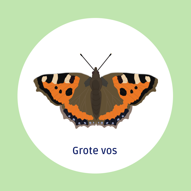 Grote vos