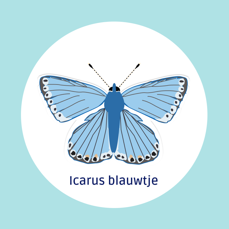 Icarus blauwtje