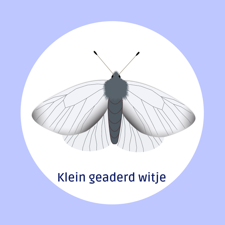 Klein geaded witje