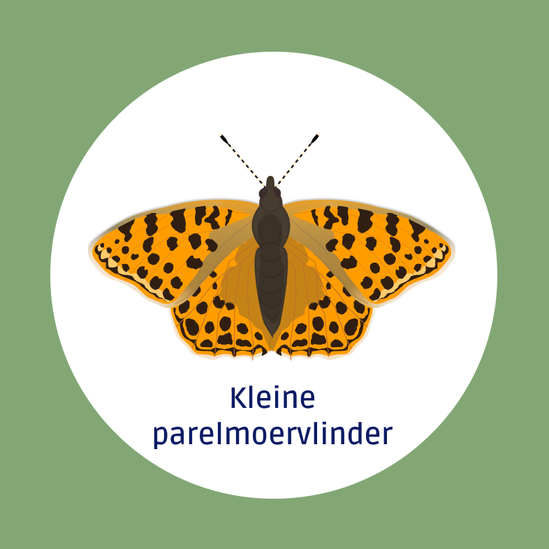 Kleine parelmoervlinder