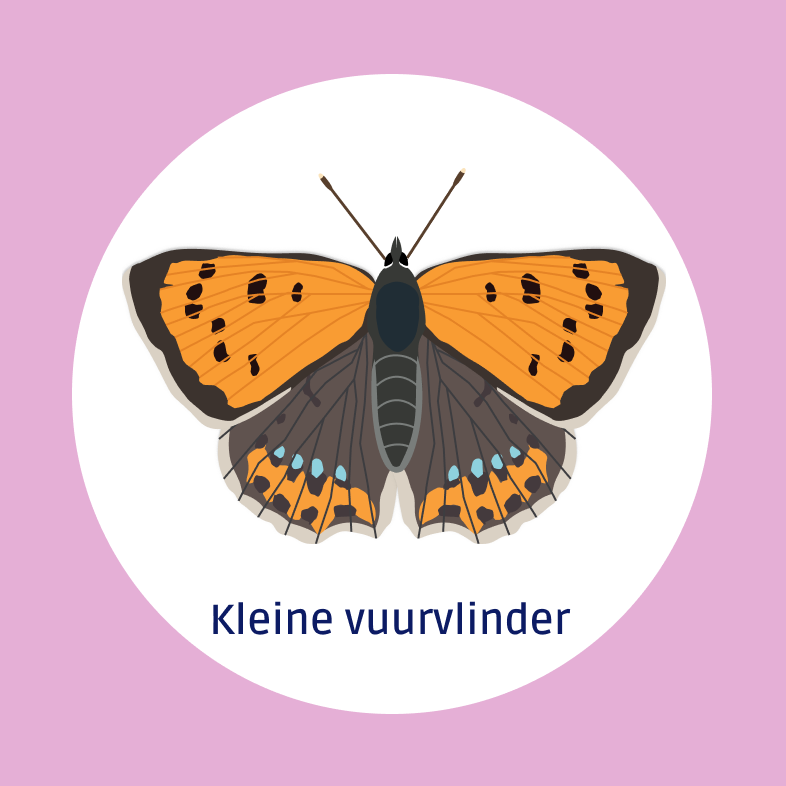Kleine vuurvlinder