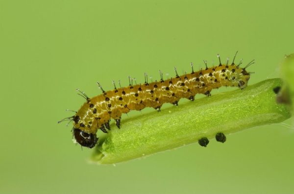 Oranjetipje-rups