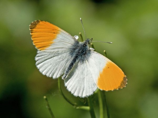 Oranjetipje-vlinder