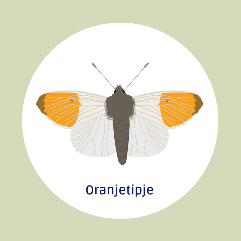 Oranjetipje