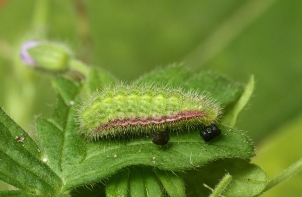 bruin-blauwtje-rups