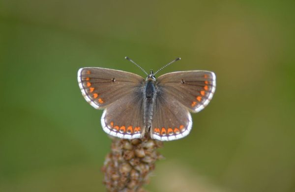 bruin-blauwtje-vlinder