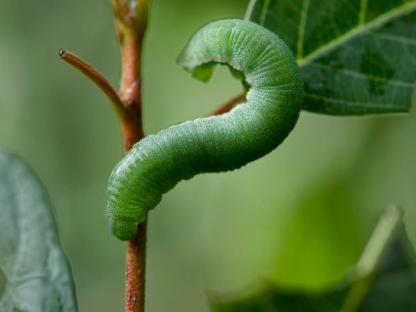 citroenvlinder-rups
