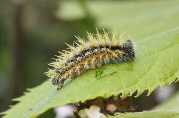 grote-vos-rups