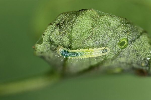 klein geaderd witje-rups