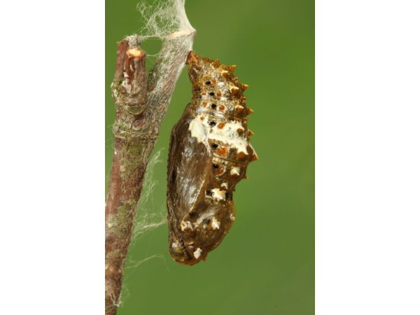 kleine-parelmoervlinder-pop