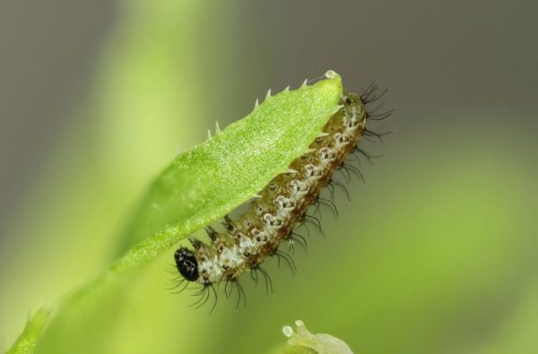 kleine-parelmoervlinder-rups