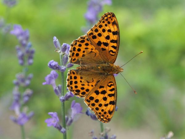 kleine-parelmoervlinder-vlinder