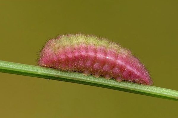 kleine vuurvlinder-rups