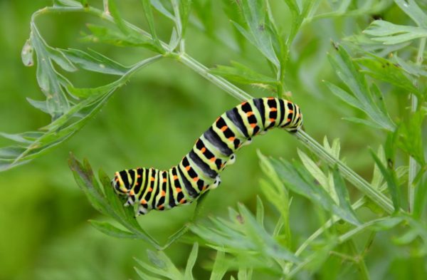 koninginnenpage-rups