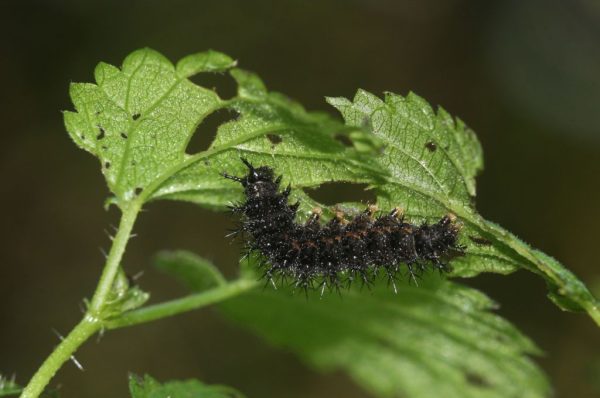 landkaartje-rups
